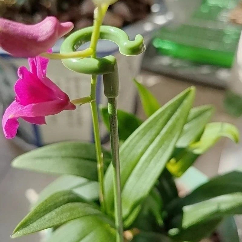 Plant Potted Flower Shape